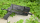 Steambow M10 Compact 35lbs